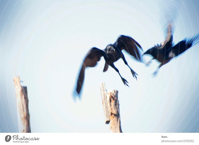 Come, Go Natur Wolkenloser Himmel Schönes Wetter Wärme Bambusrohr Zaunpfahl Tier Vogel Rabenvögel Krähe 2 Brunft berühren fliegen Jagd kämpfen Kommunizieren