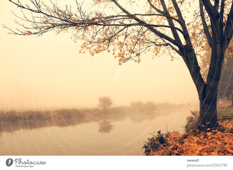 Herbststimmung Landschaft Baum Park Wiese schön orange herbstlich Herbstlaub Herbstfärbung Herbstbeginn Herbstwald Herbstwetter Herbstlandschaft Blatt Laubbaum