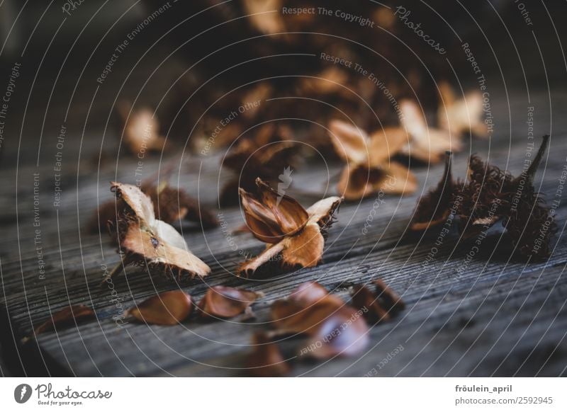 Popeckern Garten Pflanze Herbst Baum Park Wald Holz ästhetisch eckig braun achtsam Stimmung Buchecker Ernte Querformat Farbfoto Low Key Schwache Tiefenschärfe