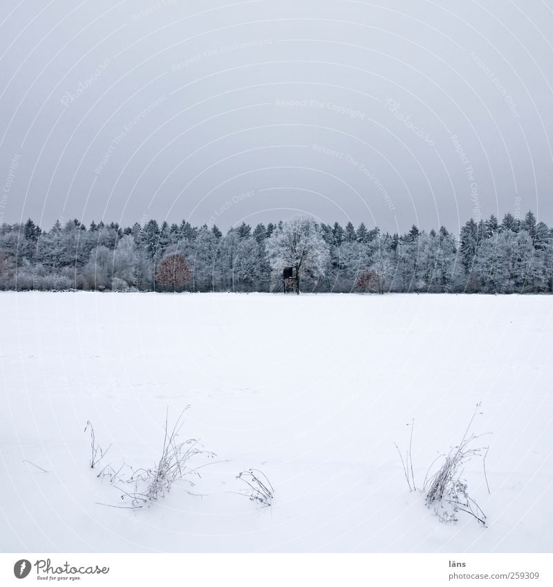 jägerlatein Schnee Pflanze Himmel Winter Baum Gras Feld Wald Hochsitz grau weiß kalt Eis Schneedecke Schneelandschaft Farbfoto Menschenleer Textfreiraum oben