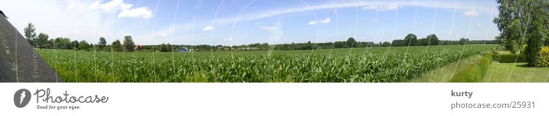 Maisfeld Feld Ebene Panorama (Aussicht) groß Panorama (Bildformat)