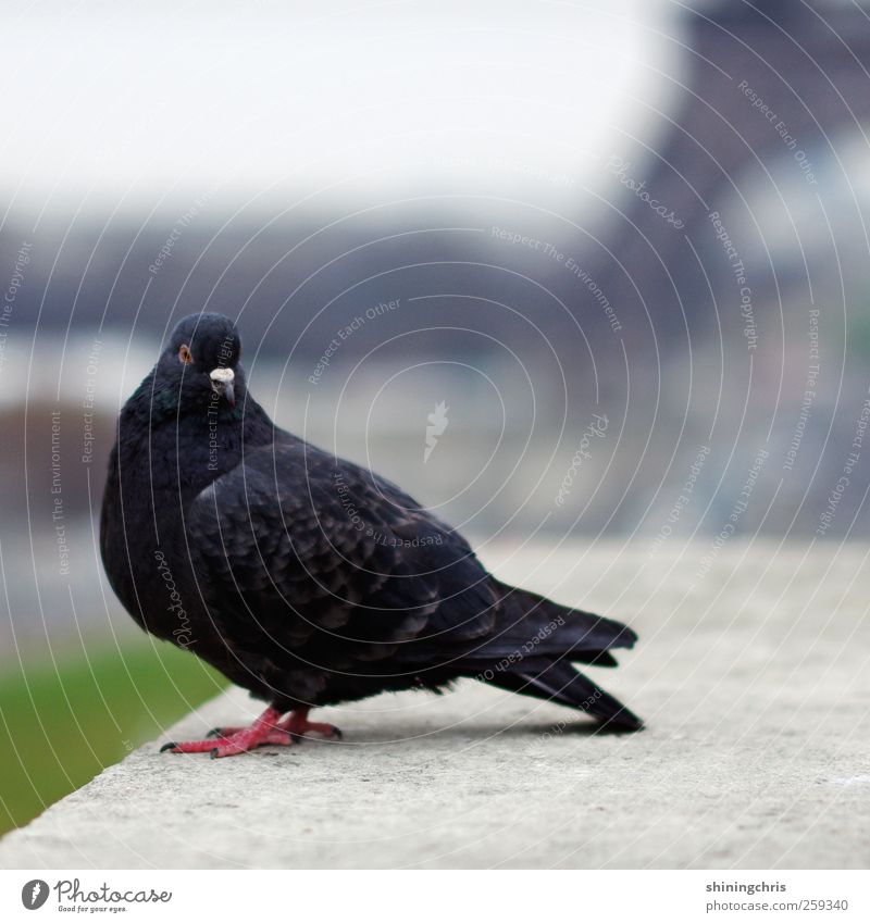 tourist. Paris Sehenswürdigkeit Tour d'Eiffel Tier Vogel Taube hocken Aussicht Körperhaltung Place du Trocadèro Gedeckte Farben Außenaufnahme Nahaufnahme