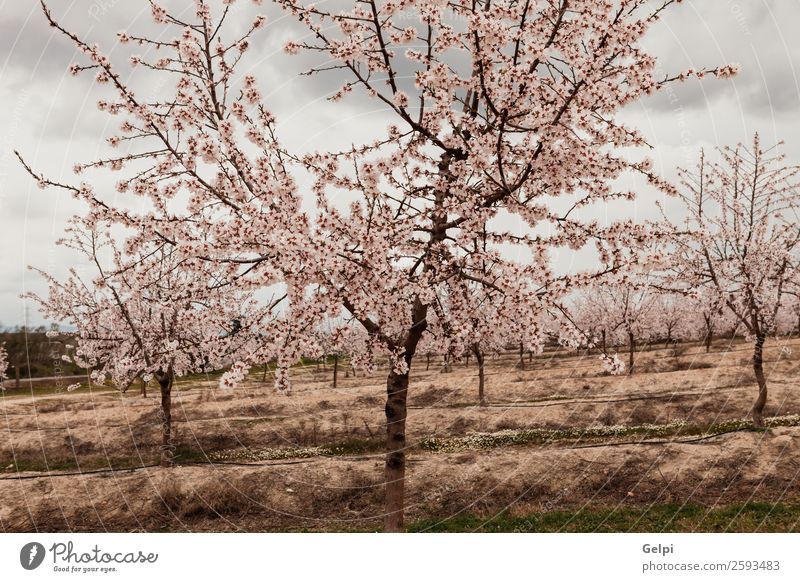 Schöne Mandelblüte an einem bewölkten Tag Frucht schön Winter Garten Natur Landschaft Pflanze Himmel Frühling Baum Blume Blatt Blüte Wiese Blühend frisch