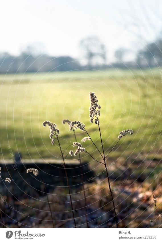 WinterSpaziergang Umwelt Natur Landschaft Pflanze Horizont Klima Schönes Wetter Wildpflanze Wiese leuchten natürlich grün Zufriedenheit Idylle friedlich