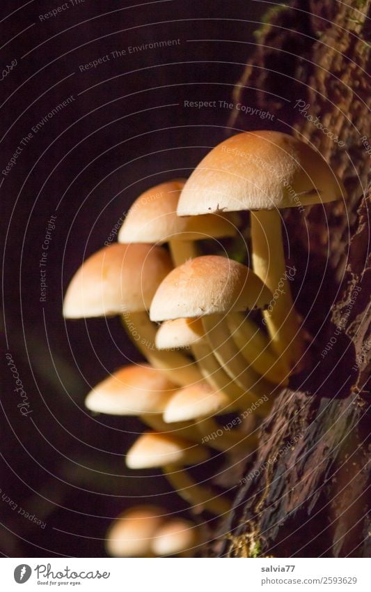 Gruppenfoto Umwelt Natur Pflanze Herbst Pilz Wald Wachstum Zusammensein braun schwarz Wandel & Veränderung Zusammenhalt Familie & Verwandtschaft Menschengruppe