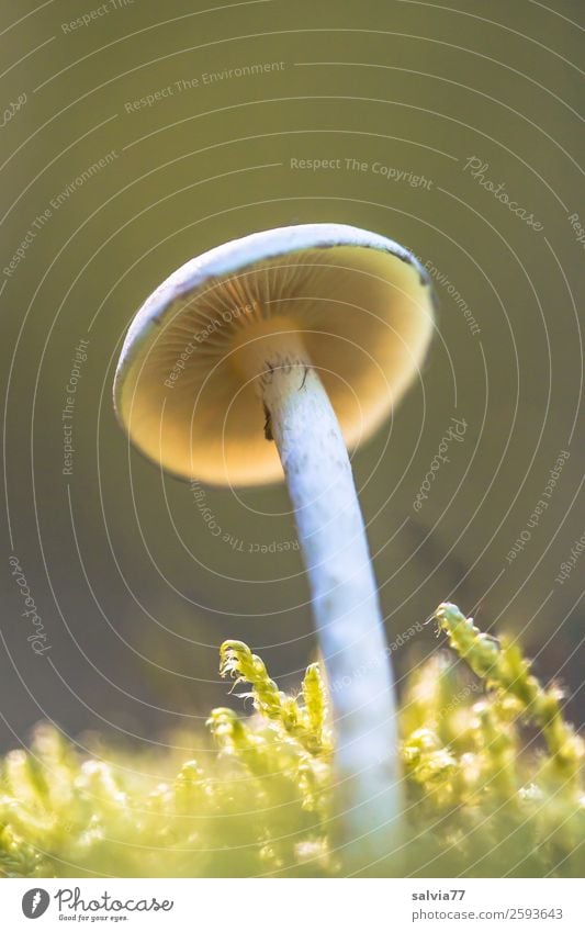 Leuchtschirm Natur Herbst Pflanze Moos Pilz Pilzhut Wald leuchten stehen braun grün Schutz Wachstum standhaft Oktober Farbfoto Gedeckte Farben Makroaufnahme