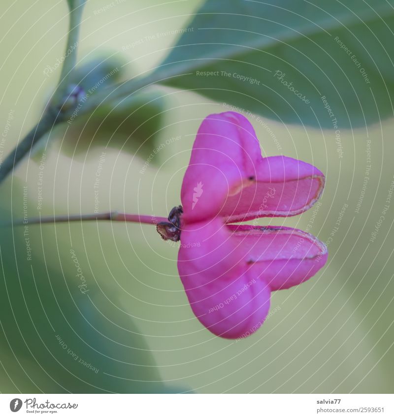 pinkes Früchtchen Natur Pflanze Herbst Sträucher Blatt Fruchtstand Pfaffenhütchen Park Wald außergewöhnlich grün rosa Farbe offen zweiteilig Symmetrie Kontrast