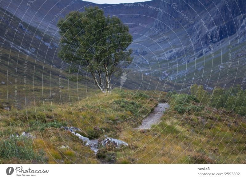 Birke am Fuße des Ben Nevis in Schottland Landschaft Sommer Herbst Baum Hügel Felsen Berge u. Gebirge blau grün Laubbaum wandern Wege & Pfade Schlangenlinie