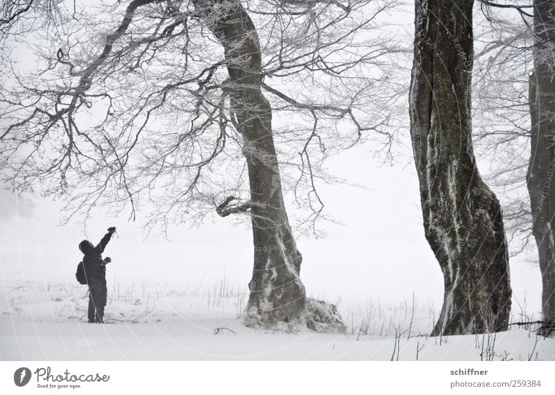 Baumloben | Astzupfer Mann Erwachsene 1 Mensch Natur Landschaft Winter schlechtes Wetter Nebel Eis Frost Schnee Schneefall Pflanze kalt weiß Einsamkeit einzeln