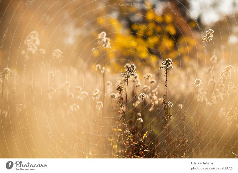 Herbstleuchten - Goldrute Design Wellness harmonisch Zufriedenheit Erholung ruhig Meditation Spa Innenarchitektur Dekoration & Verzierung Tapete Trauerkarte