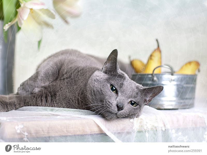 Relax Lebensmittel Frucht Birne Ernährung Pflanze Tulpe Blüte Tier Haustier Katze Tiergesicht Russisch blau Russsich Blau 1 Schalen & Schüsseln Holz Metall