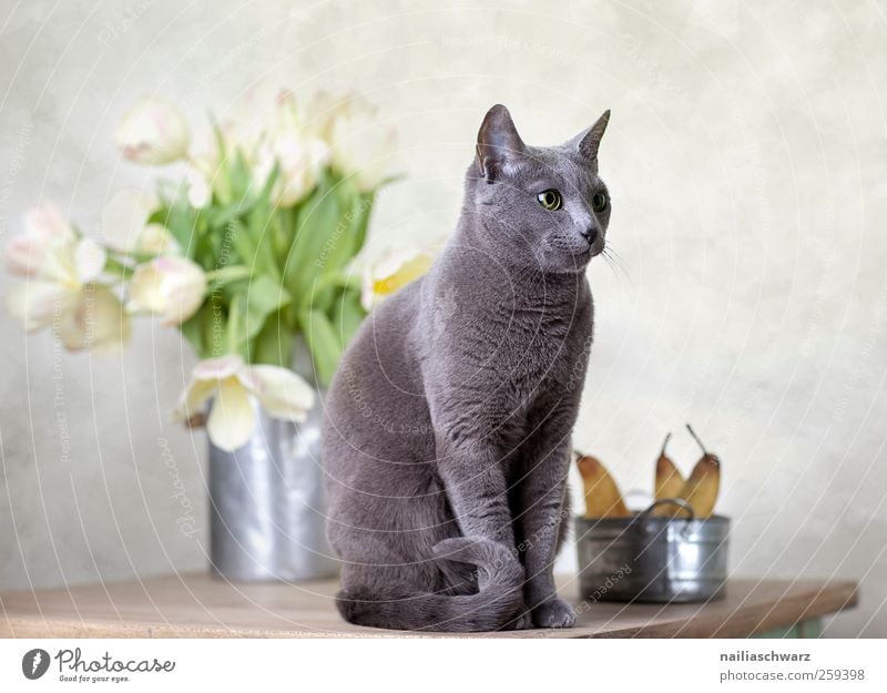 Russisch Blau Lebensmittel Frucht Birne Ernährung Kunst Pflanze Tulpe Blüte Tier Haustier Katze 1 Schalen & Schüsseln Holz Metall beobachten Erholung Blick