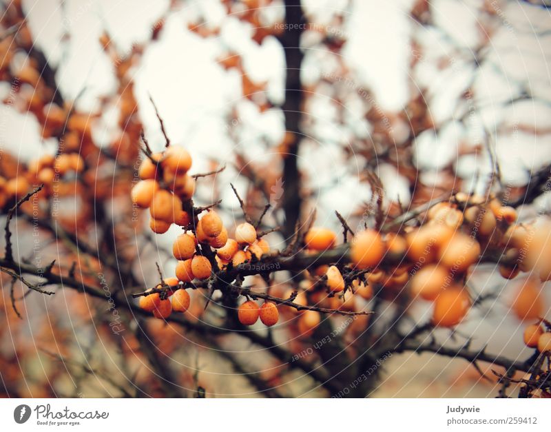 Sanddorn Umwelt Natur Pflanze Herbst Winter natürlich Strand Beeren Frucht Dorn Zweige u. Äste kalt orange rund Kugel bleich Farbfoto Gedeckte Farben