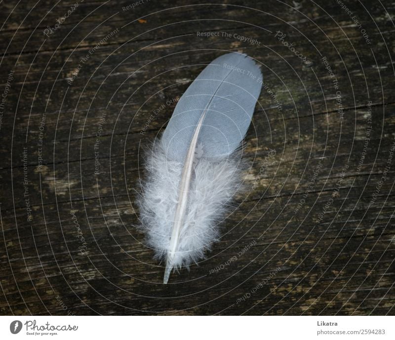 Vogelfeder Sommer Dekoration & Verzierung Natur Tier Holz Feder fliegen ästhetisch frei schön natürlich Wärme braun weiß Leben Reinheit entdecken Freiheit