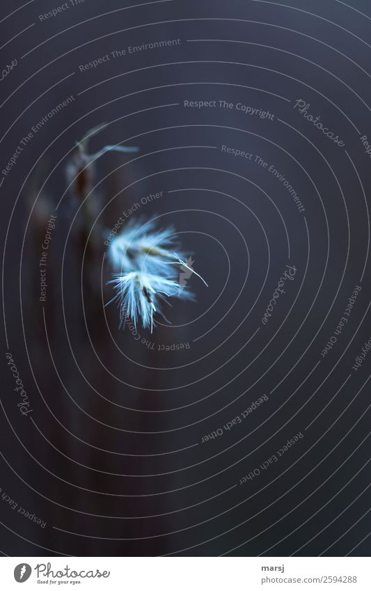 Herbstblues Natur Sommer Pflanze Gras Blüte Schilfgras trist Blühend außergewöhnlich dunkel dünn authentisch gruselig kalt klein natürlich träumen Traurigkeit