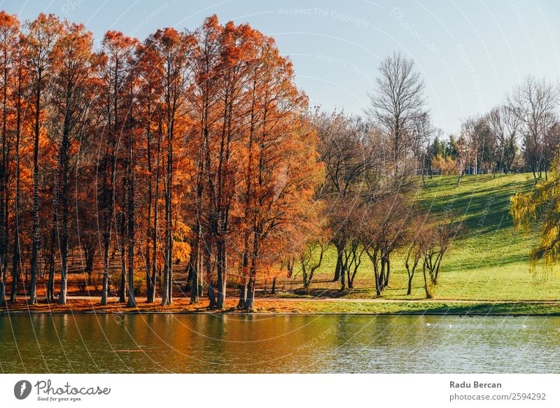 Herbstbäume Landschaft des Tineretului Parks in Bukarest, Rumänien In der Herbstsaison gelb Fluss Wasser Reflexion & Spiegelung Natur See alpin grün Himmel