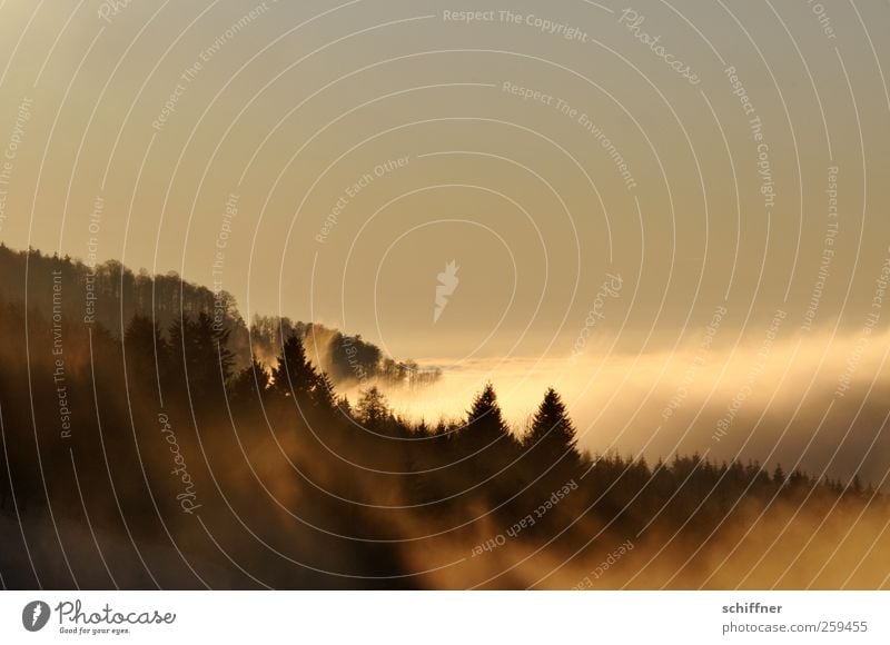 Watterausch I Natur Landschaft Pflanze Himmel Wolken Horizont Sonnenlicht Winter Klima Schönes Wetter Nebel Baum Wald Hügel Berge u. Gebirge Unendlichkeit gelb