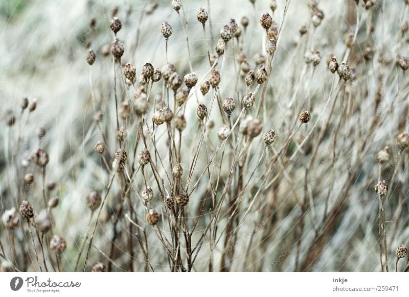 Trockenblumen Umwelt Natur Pflanze Herbst Winter Wetter Dürre Blume Gras Wildpflanze Garten Park Wiese verblüht dehydrieren dünn schön trocken viele wild