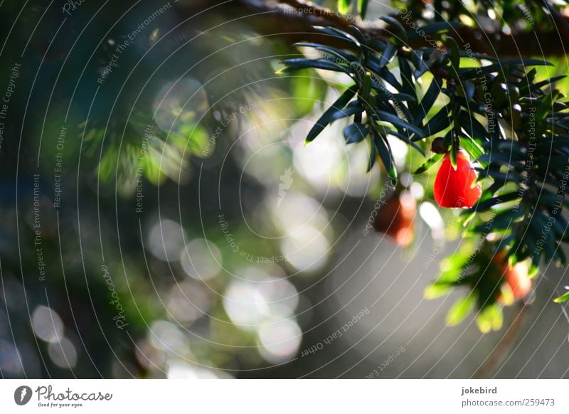 rote Kuller Natur Pflanze Eibe Nadelbaum Tannennadel Zweig Frucht Samen grün Farbfoto Außenaufnahme Menschenleer Textfreiraum links Textfreiraum unten Tag