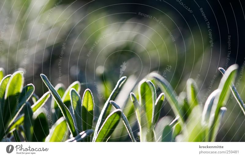 Tau des Meeres Natur Pflanze Rosmarin Duft grün Kräuter & Gewürze Blatt Nutzpflanze Geschmackssinn Kräutergarten Heilpflanzen Topfpflanze Grünpflanze