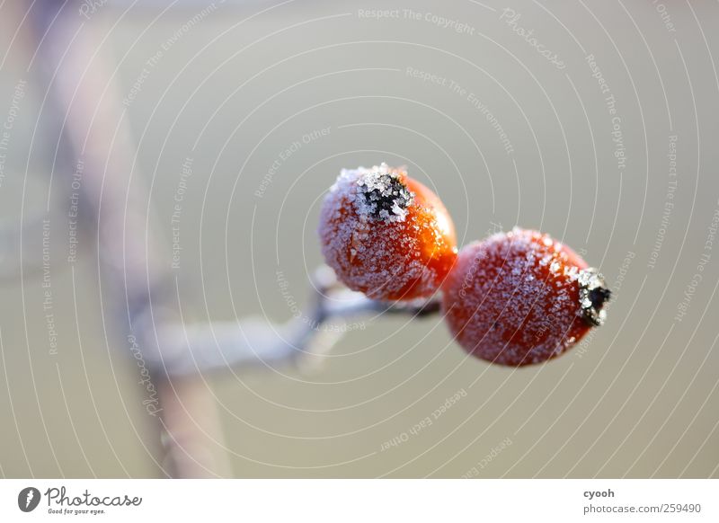 Puderzucker Natur Pflanze Wasser Winter Eis Frost Schnee Sträucher Wildpflanze Garten Park kalt Hagebutten Kristallstrukturen Eiskristall Fruchtstand rot