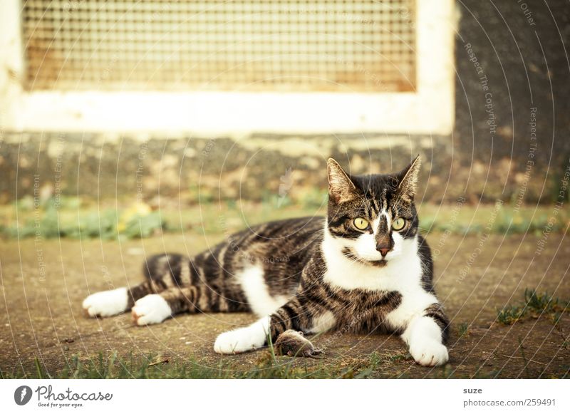 Tom & Jerry* Jagd Tier Haustier Katze Maus 1 fangen sitzen warten Tod Beute Maul Katzenfutter Hauskatze Farbfoto mehrfarbig Außenaufnahme Nahaufnahme