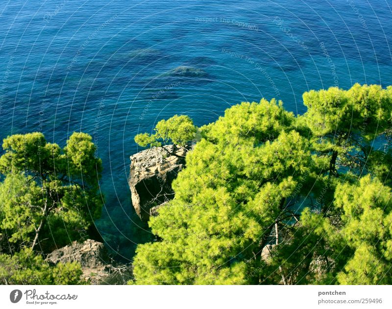 Blick von oben aufs Meer und pinienbäume in Griechenland Ferien & Urlaub & Reisen Tourismus Sommer Sommerurlaub blau grün Wasser Felsen Vogelperspektive ruhig