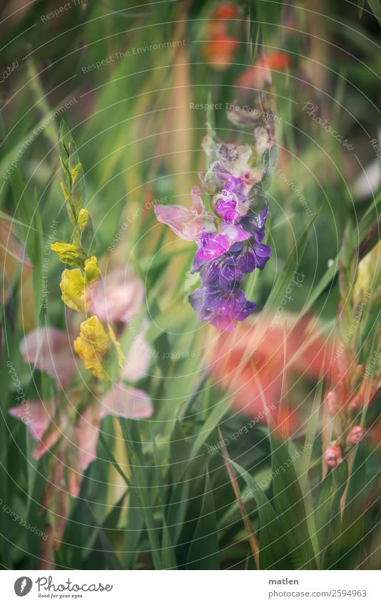 Gladiatoren Blume Nutzpflanze Garten Menschenleer Blühend gelb grün violett rosa rot Gladiolen Doppelbelichtung Herbst Farbfoto Gedeckte Farben Außenaufnahme