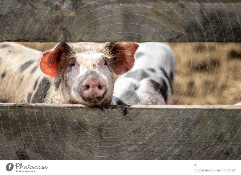 Schwein Lebensmittel Fleisch Ernährung Frühstück Mittagessen Abendessen Bioprodukte Übergewicht Zufriedenheit Tier Nutztier 2 Zaun Holz Blick dreckig lecker