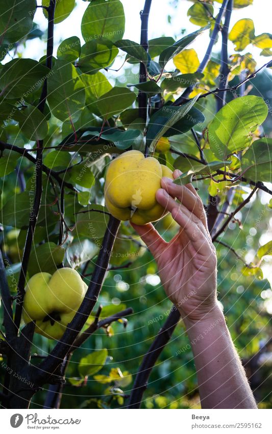 Ich krieg dich! Frucht Garten Frau Erwachsene Hand Pflanze Herbst Baum Blatt Nutzpflanze berühren entdecken frisch Gesundheit lecker gelb grün Tatkraft achtsam