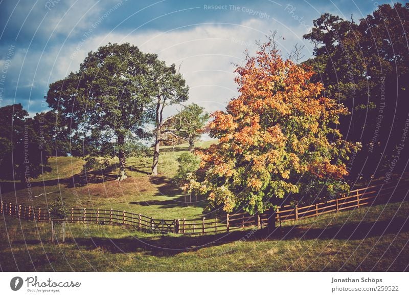 bunter Baum im Herbst +mehr Bäume Umwelt Natur Landschaft Himmel Pflanze Gras Park Wiese Hügel Glück Weide Zaun Herbstfärbung Herbstlaub Herbstlandschaft