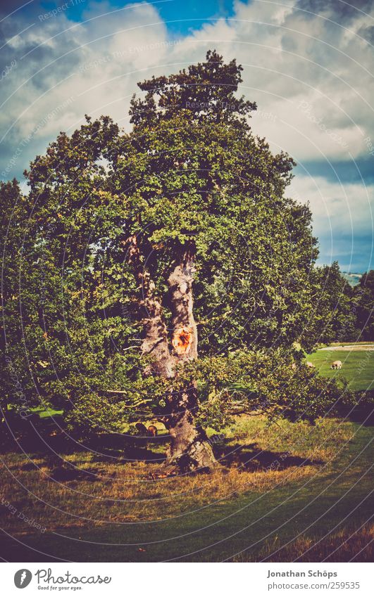 anderer Baum Umwelt Natur Landschaft Himmel Wolken Sommer Herbst Park Wiese Feld blau grün Großbritannien Außenaufnahme Blatt alt Retro-Farben Vignettierung