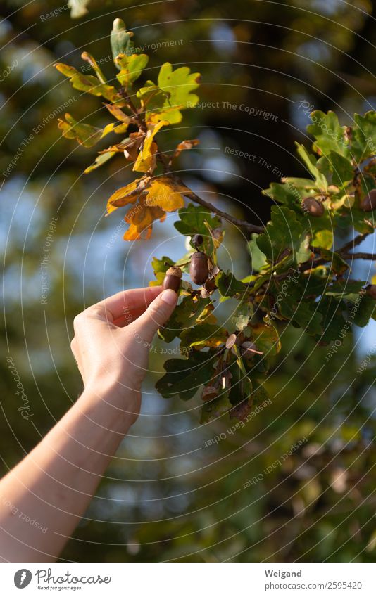 Eichenglück II Sinnesorgane Erntedankfest Umwelt Natur Herbst Baum Blatt Feld Wald Freundlichkeit Vorfreude Begeisterung Optimismus Erfolg Kraft Herbstlaub