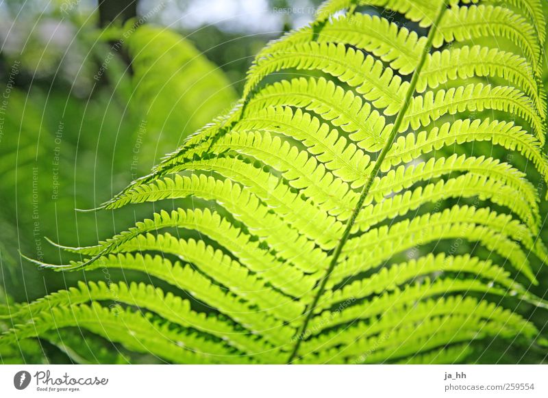 Farn Garten Natur Gras Sträucher Blatt Grünpflanze Wildpflanze Park Wachstum grün Umweltschutz Gartenarbeit gießen Unkraut Waldpflanze weltweit Urwald