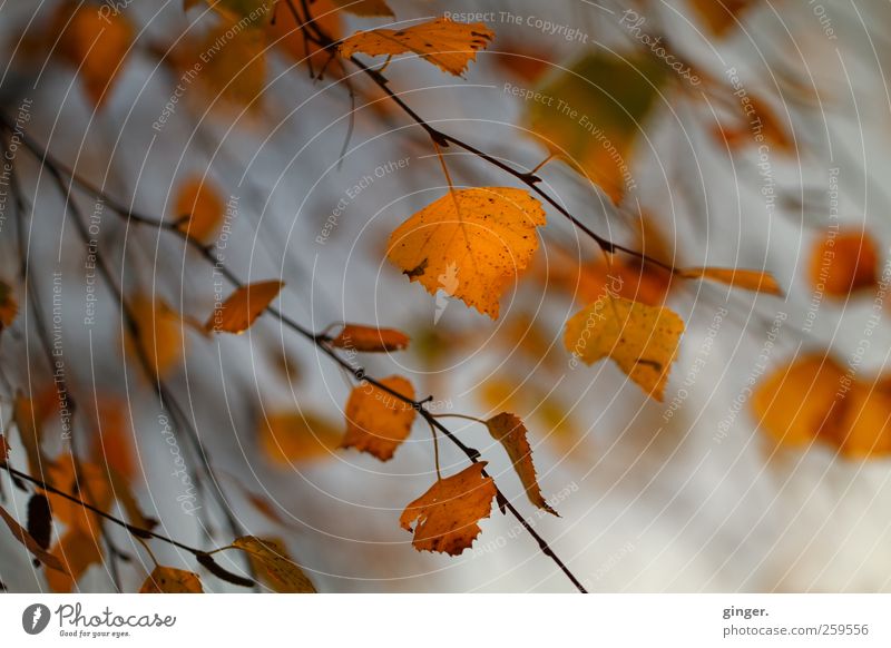 Der Wind hat sie mir genommen Umwelt Natur Pflanze Herbst Wetter Baum Blatt gold grau schwarz orange Ast Birke wehen alt vergangen Strahlung Farbfoto