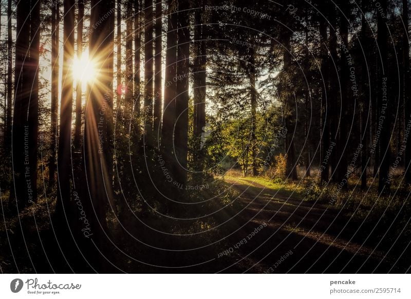 immer wieder sonntag Natur Landschaft Urelemente Sonne Herbst Schönes Wetter Wald einzigartig Energie Leben Fußweg Abendsonne Farbfoto Außenaufnahme