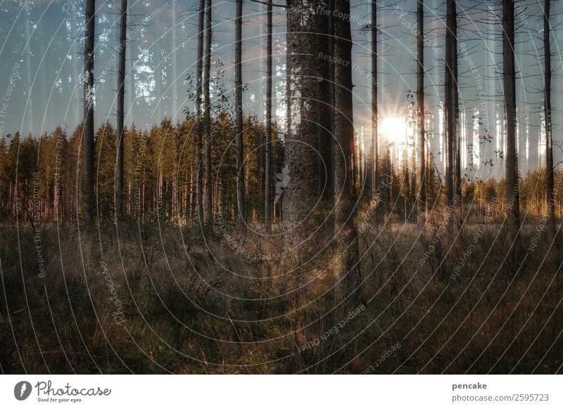 zwischen den jahren Natur Landschaft Himmel Wald Irritation Doppelbelichtung Baum Baumstamm Fichtenwald Zwischenraum Sonnenuntergang Schattenspiel Waldrand