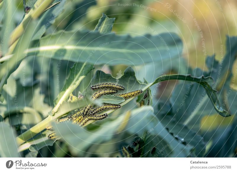 Freigemeinschaft, Kohlweißlingsraupen fressen Kohlblätter Natur Pflanze Tier Sommer Blatt Nutzpflanze Brokkoli Garten Gemüsegarten Raupe Schmetterling