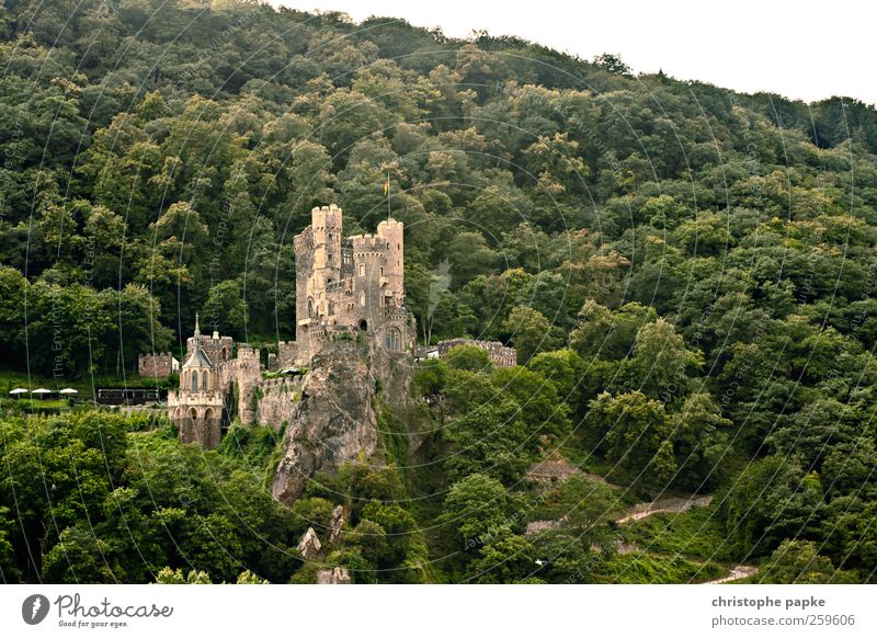 Trautes Heim... Wald Rheingau Ruine Fassade alt historisch schön Macht Schutz Ritter Märchen Turm Aussicht Mittelalter Farbfoto Außenaufnahme Textfreiraum oben