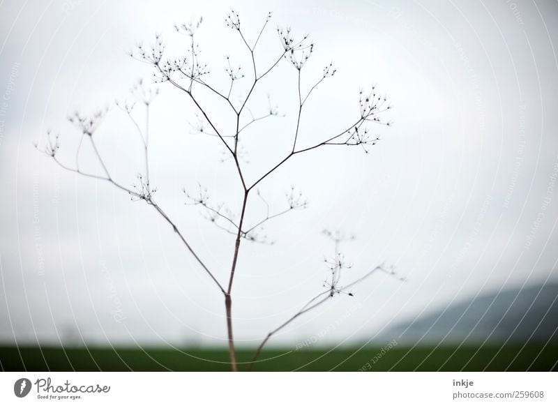 Gullivers Reisen II Umwelt Natur Landschaft Luft Himmel Herbst Winter Klima Wetter Nebel Pflanze Gras Wiese Feld Hügel Stadtrand Menschenleer Wachstum dünn