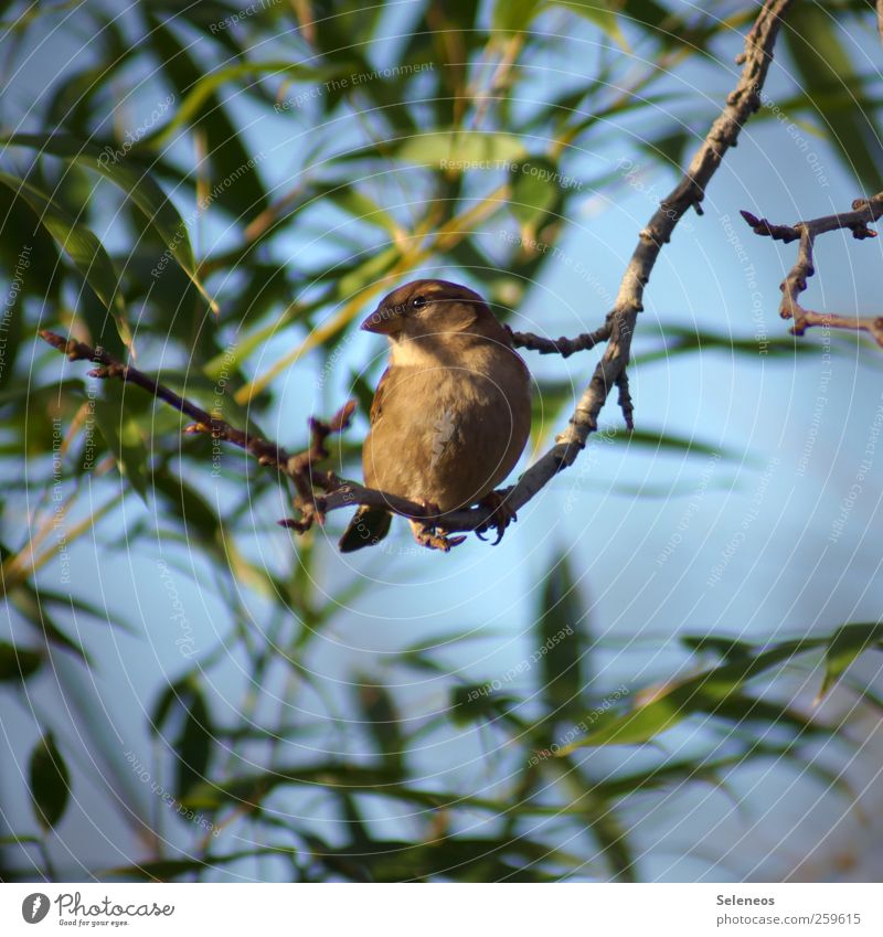 Piepmatz Sommer Sonne Umwelt Natur Pflanze Tier Himmel Frühling Herbst Wetter Schönes Wetter Blatt Park Vogel Spatz Sperlingsvögel 1 beobachten klein nah