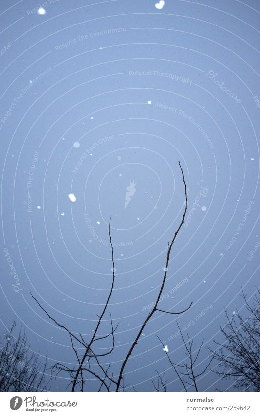 snowflakes Kunst Umwelt Natur Pflanze Tier Himmel Winter schlechtes Wetter Eis Frost Schnee Schneefall fallen frieren dunkel nerdig trashig trist Stimmung Angst