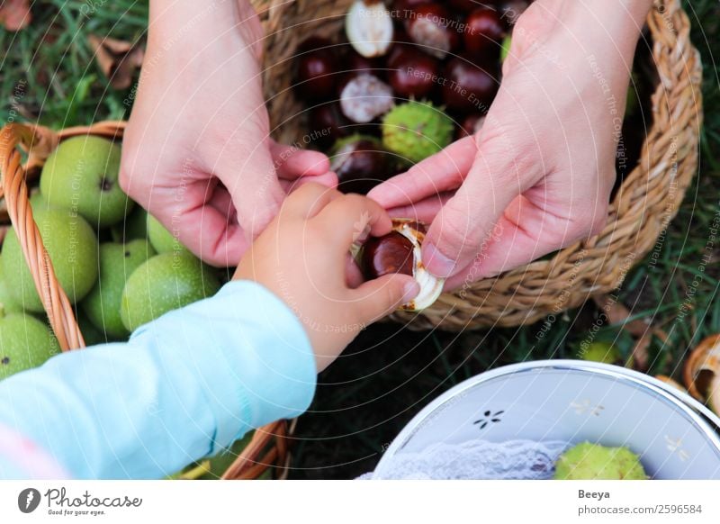 Komm raus! Kind Mensch Mädchen Mutter Erwachsene Hand 2 Umwelt Natur Herbst Baum Park Wiese berühren entdecken Zusammensein klein Neugier braun grün achtsam