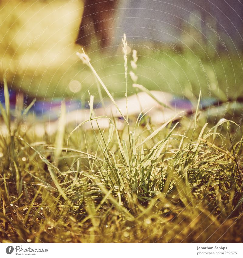 Gras Umwelt Natur Landschaft Sommer Schönes Wetter ästhetisch braun grün Glück Zufriedenheit Lebensfreude Picknick Decke Zeltlager Urlaubsstimmung Urlaubsfoto