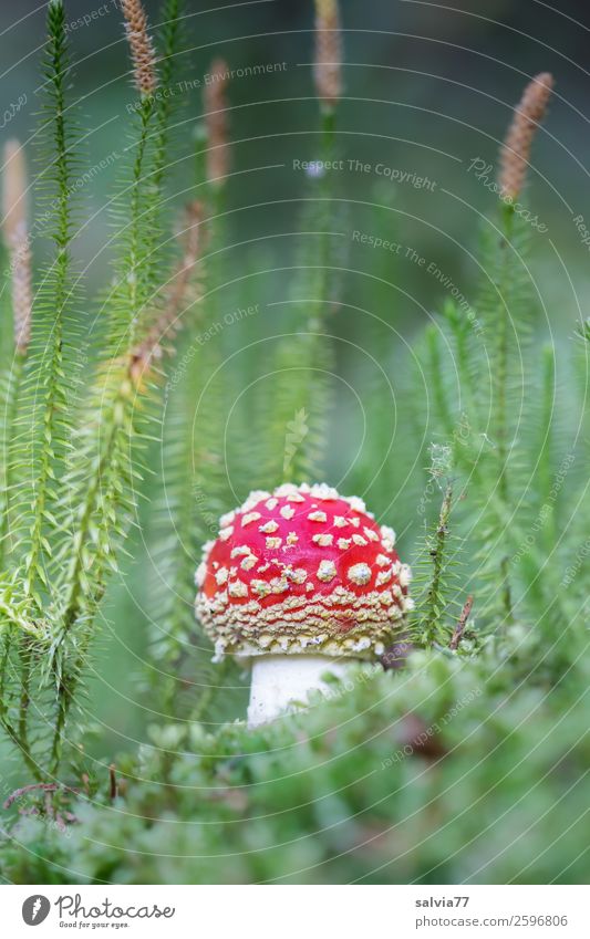 roter Zwerg im Bärlappwald Umwelt Natur Pflanze Herbst Moos Wildpflanze Pilz Fliegenpilz Lycopodium Heilpflanzen Wald Wachstum schön klein natürlich positiv