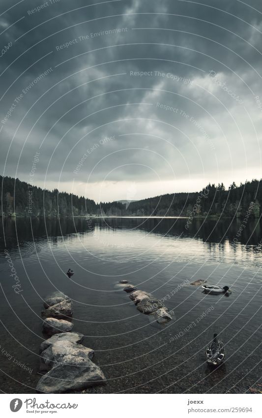 Vor dem Sturm Natur Landschaft Wasser Himmel Wolken schlechtes Wetter Wald Seeufer Vogel Ente 3 Tier Schwimmen & Baden bedrohlich dunkel gruselig blau braun