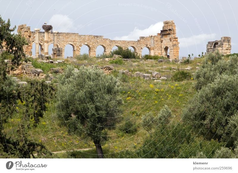 Altrömische Stadt, Volubilis, Marokko Landschaft Erde Baum Ruine Architektur Denkmal Stein historisch Historie Afrika Weltkulturerbe Rom Wand Römer Marokkaner