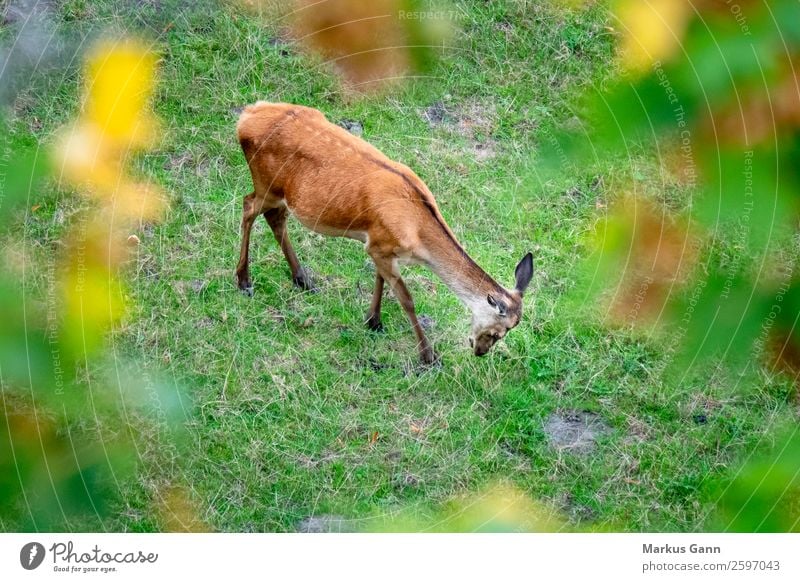 ein Rotwild auf der grünen Wiese Essen schön Sommer Frau Erwachsene Natur Landschaft Tier Gras Wald Fluggerät Pelzmantel Fressen stehen Coolness frisch