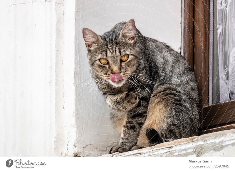 eine süße Katze draußen am Fenster. schön ruhig Haus Tier Pelzmantel Haustier Pfote beobachten sitzen niedlich Sauberkeit grau weiß Zunge Fensterbrett jung