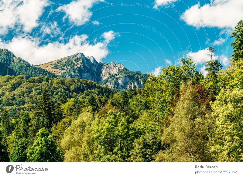 Schöne Karpatenlandschaft Sommerlandschaft in Rumänien Berge u. Gebirge Landschaft schön Natur Wald Panorama (Bildformat) Himmel grün Aussicht